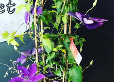 Plantes