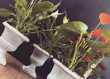 Plantes