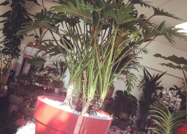 Plantes